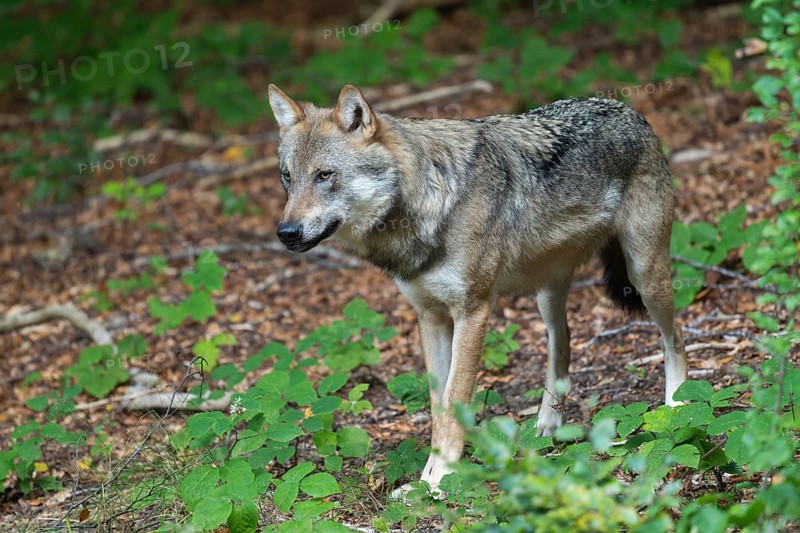 Wolf (Canis lupus) standing in the forest and looking attentively, captive, Bavarian Forest National Park, Bavaria, Germany