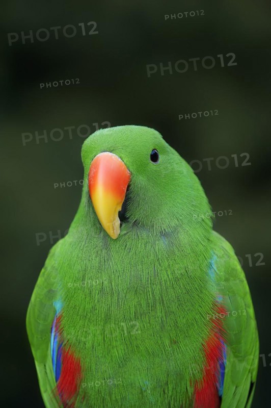 New Guinea noble parrot (Eclectus polychloros, Eclectus roratus polychloros), male, captive, occurring on New Guinea