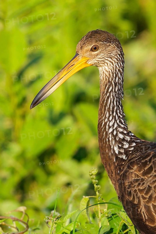 Limpkin (Aramus guarauna) feeding at the edge of a lake in Manu National Park, Peru