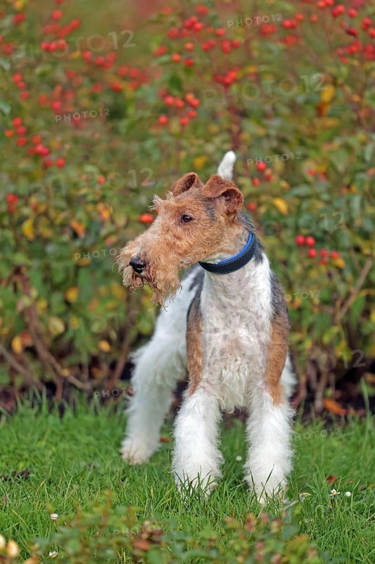 Wirehaired Fox Terrier