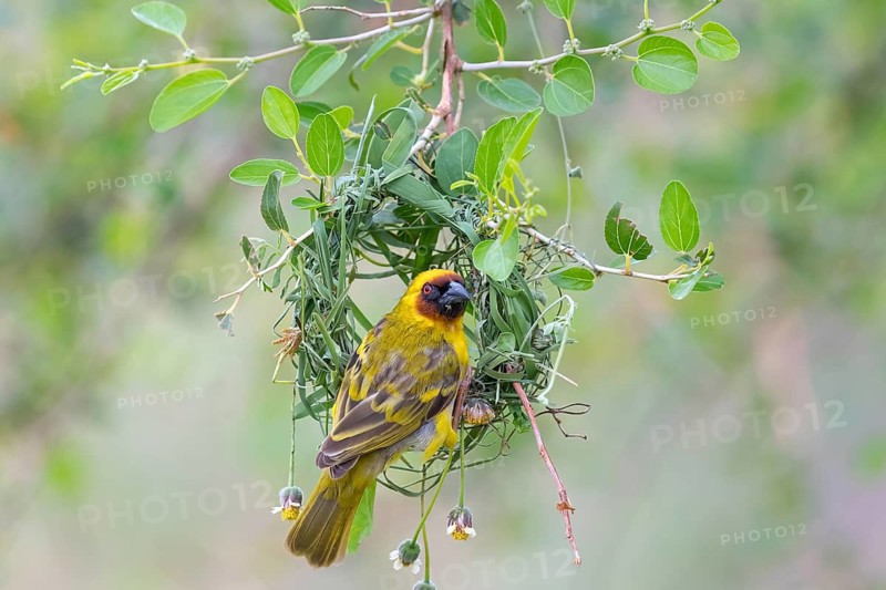 Ruppell's Weaver, Rueppell's Weaver, (Ploceus galbula), weaver bird building a nest, weaver birds, Ayn Razat, Salalah, Dhofar, Oman