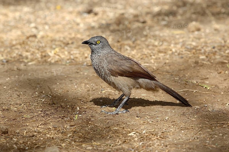 Brown Babbler (Turdoides plebejus), Lake Baringo, Kenya