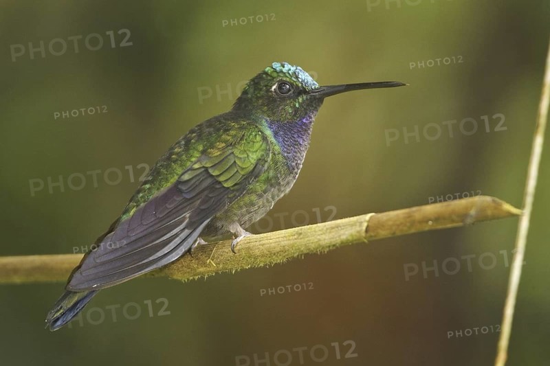 Napo Sabrewing (Campylopterus villaviscensio), Ecuador