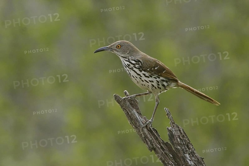 Long-billed Thrasher (Toxostoma longirostre), Texas, USA