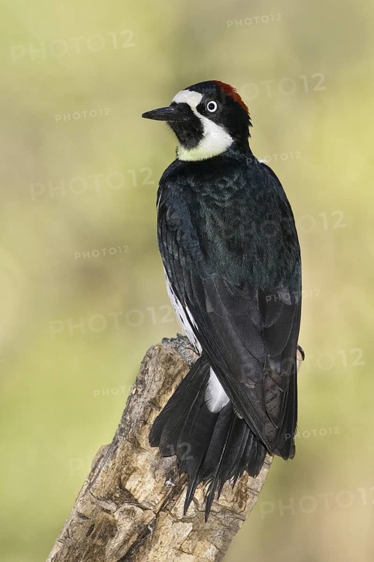 Acorn Woodpecker (Melanerpes formicivorus), Arizona, USA