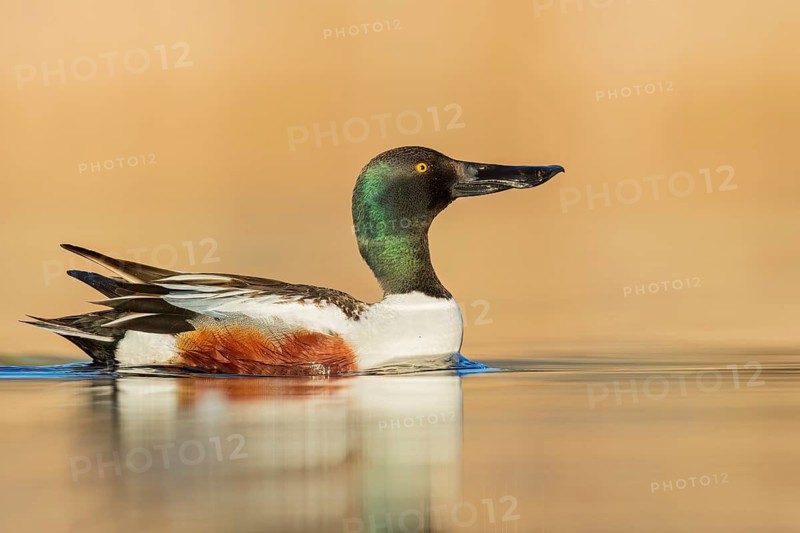 Northern Shoveler (Anas clypeata) swimming in a pond in Manitoba, Canada