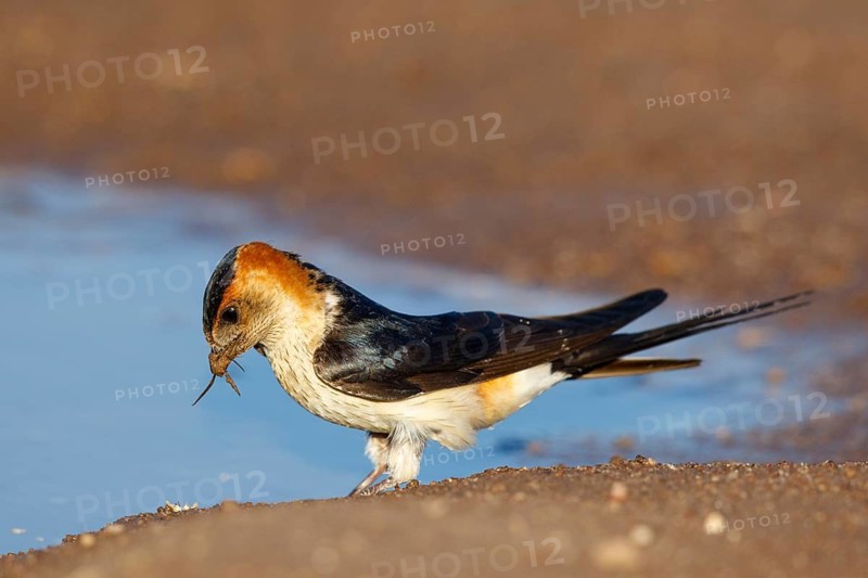 Red-rumped Swallow (Cecropis daurica) looking for nesting material, Lesvos, Greece