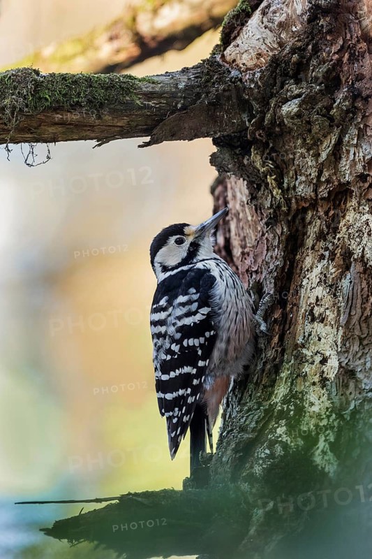 White-Backed Woodpecker (Dendrocopos leucotos leucotos) female climbing tree, Gorski Kotar, Croatia