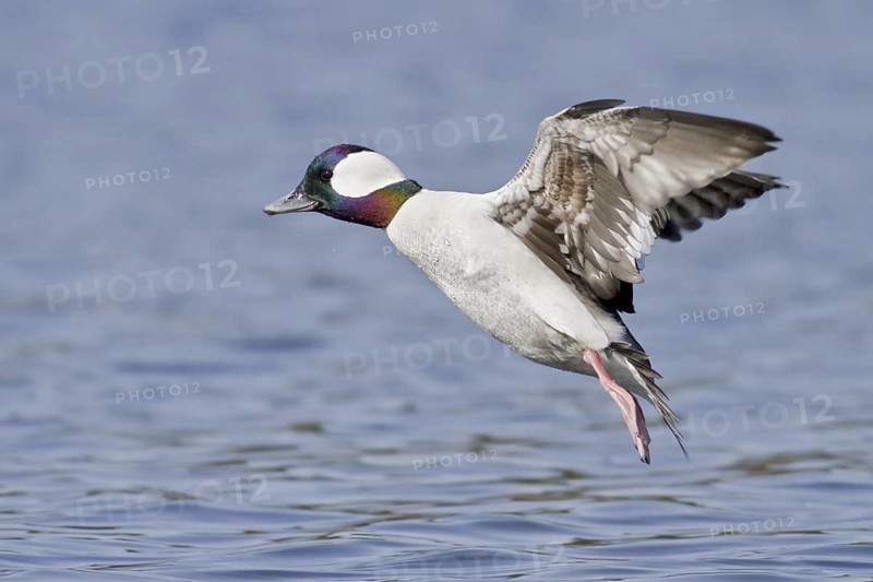 Bufflehead (Bucephala albeola) male flying, British Columbia, Canada