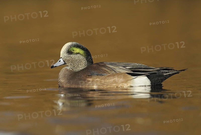 American Wigeon (Mareca americana) male, British Columbia, Canada
