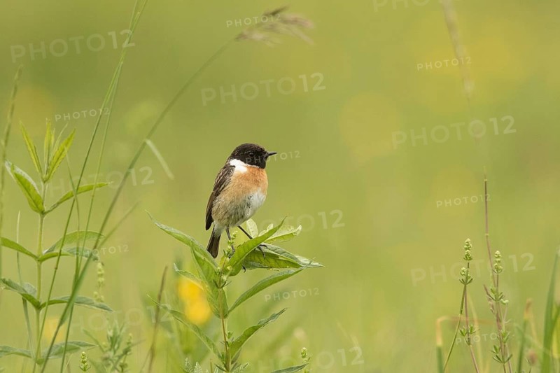 European Stonechat (Saxicola rubicola) male, Bavaria, Germany