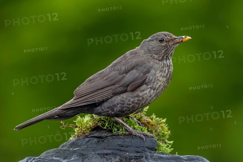 Female blackbird (Turdus merula) on a tree fungus broken off a tree trunk, rain, garden bird, June, Germany