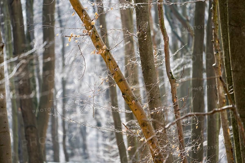 Details, Primeval forest Urwald Sababurg, Hofgeismar, Weser Uplands, Weserbergland, Hesse, Germany