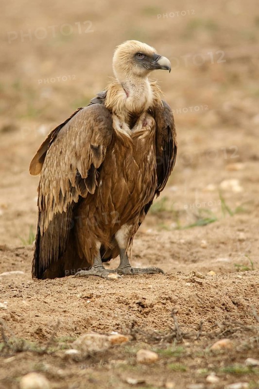 Griffon Vulture (Gyps fulvus), on field, Castile and Leon, Spain