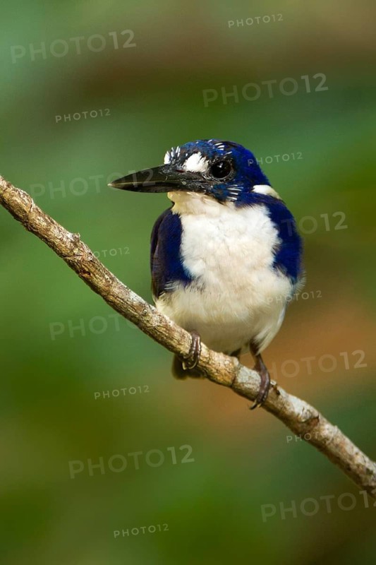 Little Kingfisher (Ceyx pusillus), Queensland, Australia