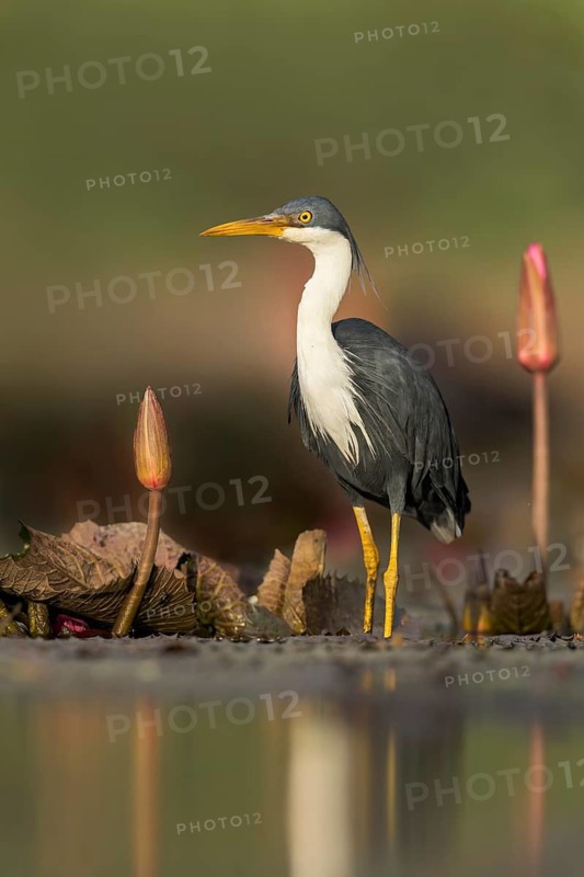 Pied Heron (Egretta picata) in a wetland area in Papua New Guinea