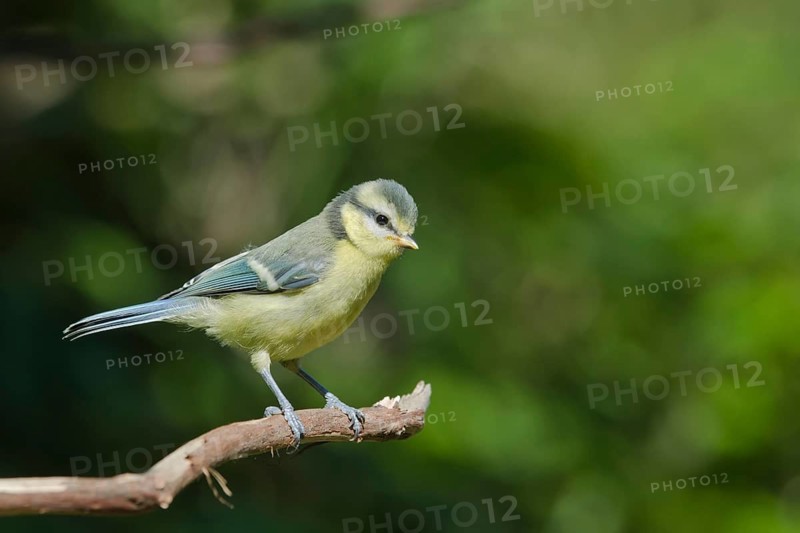 Eurasian Blue Tit (Cyanistes caeruleus) juvenile, Liguria, Italy