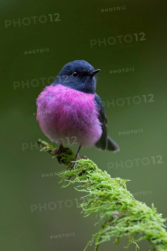 Pink Robin (Petroica rodinogaster) male perched on a mossy branch, Victoria, Australia
