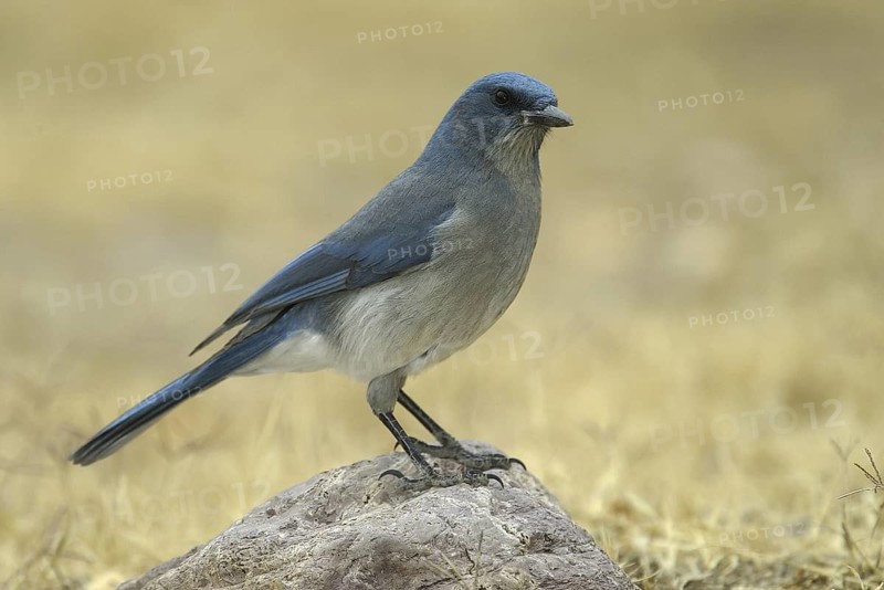 Mexican Jay (Aphelocoma wollweberi), Arizona, USA