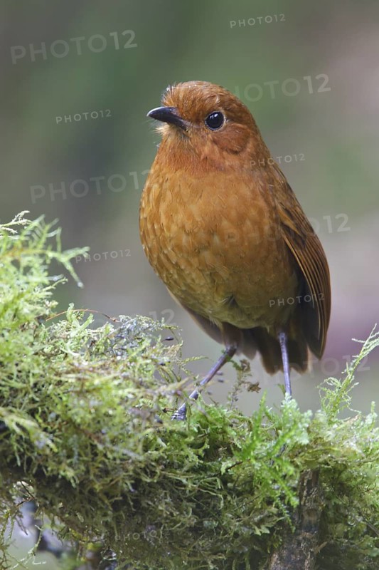 Rufous Antpitta (Grallaria rufula) perched on a branch in Ecuador, South America