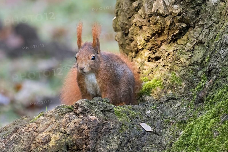 A squirrel (Sciurus vulgaris) sitting on a mossy tree root, surrounded by autumnal forest light, Hesse, Germany