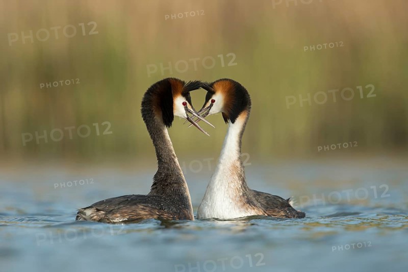 Great Crested Grebe (Podiceps cristatus) pair displaying, North Rhine-Westphalia, Germany
