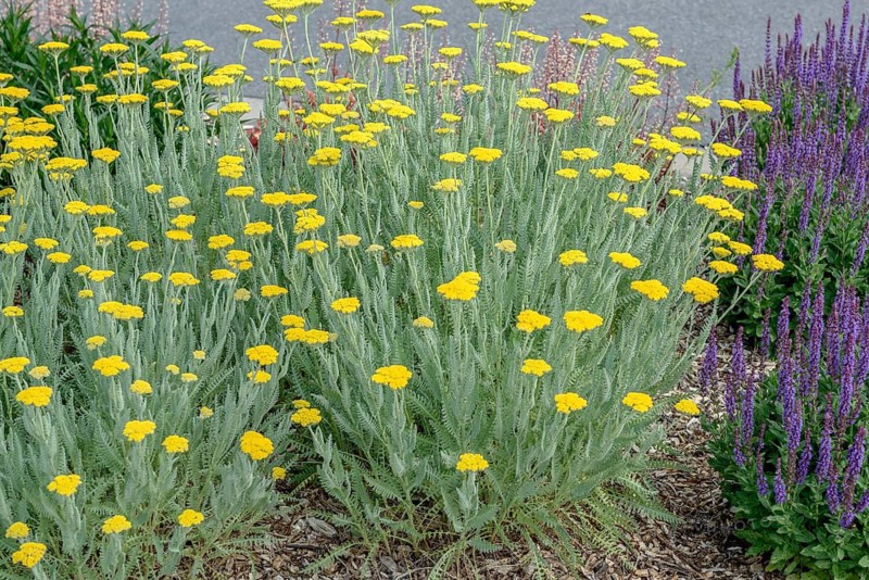 Yarrow (Achillea 'Coronation Gold'),  Germany
