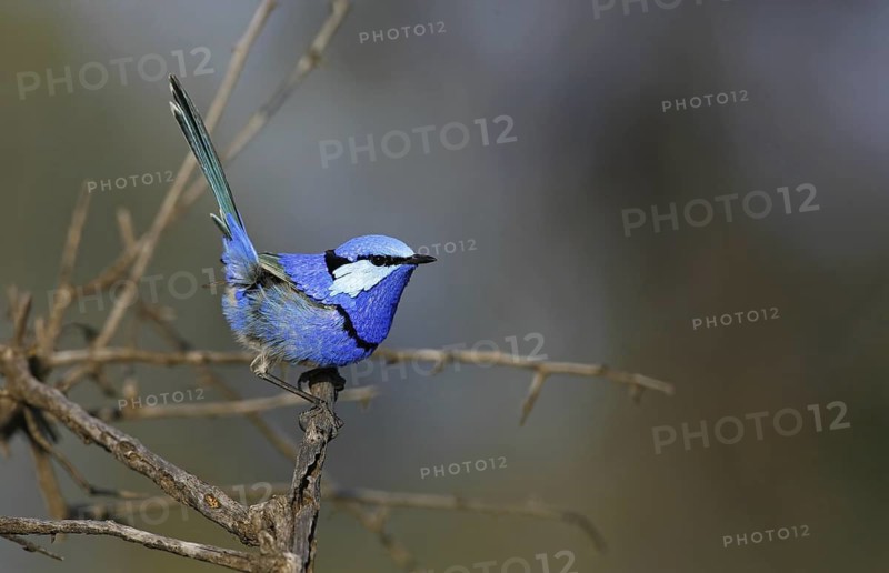 Splendid Fairywren (Malurus splendens) male, Victoria, Australia