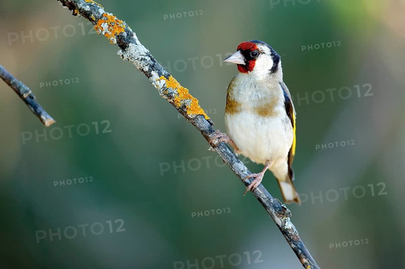 European Goldfinch (Carduelis carduelis) female perched on lichen branch, Andalusia, Spain