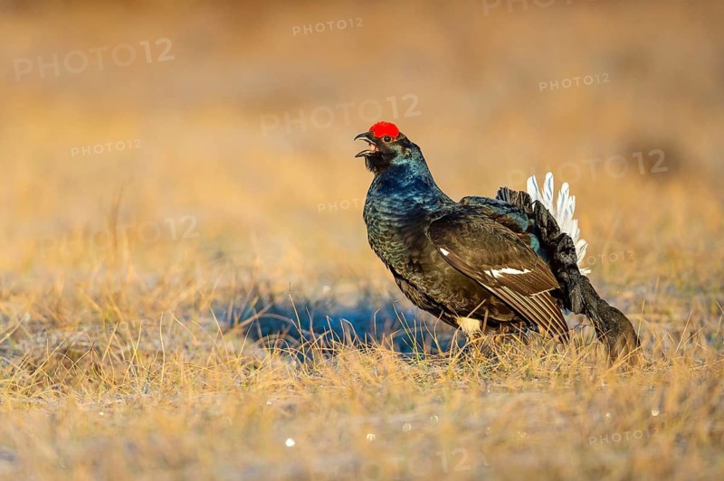 Black grouse (Lyrurus tetrix), black grouse courtship in Sweden, Fågelsjö, Gävleborgs län, Sweden