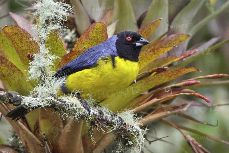 Hooded Mountain-Tanager (Buthraupis montana) perched on a branch in Ecuador, South America