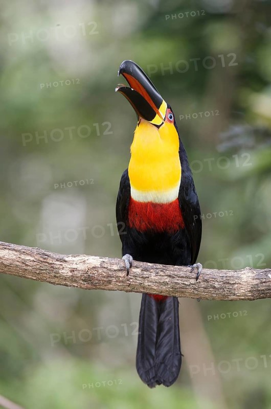 Channel-billed Toucan (Ramphastos vitellinus) perched on a branch, Atlantic rainforest, Brazil