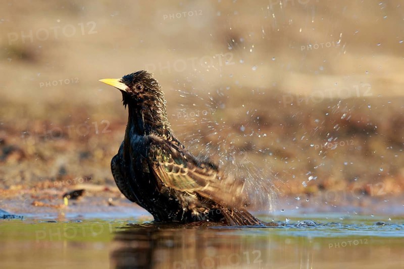 Common Starling (Sturnus vulgaris) bathing at waterhole, North Rhine-Westphalia, Germany