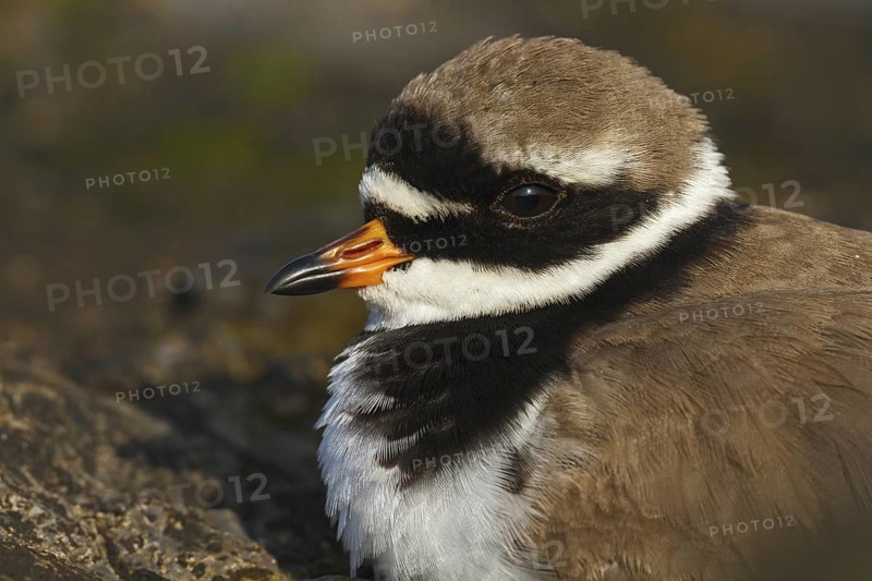 Common Ringed Plover (Charadrius hiaticula), Asturias, Spain