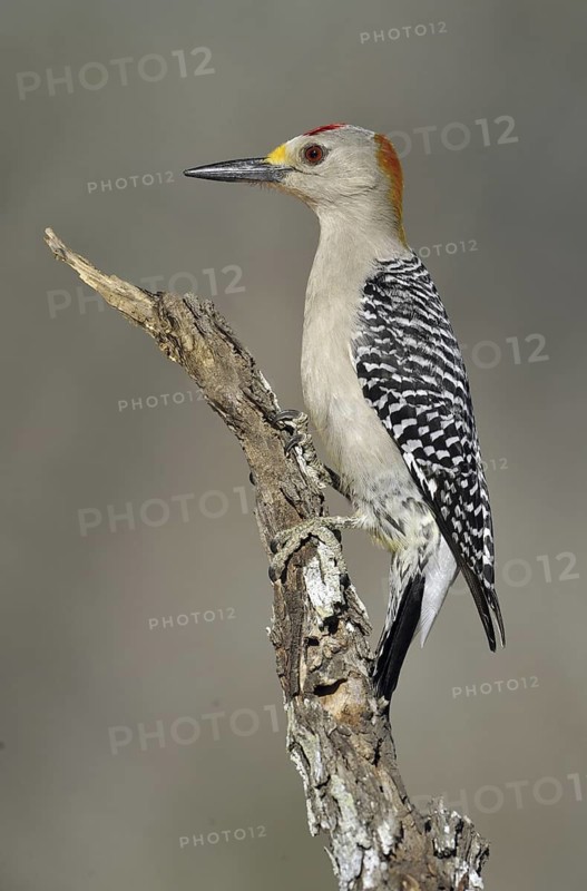 Golden-fronted Woodpecker (Melanerpes aurifrons), Texas, USA