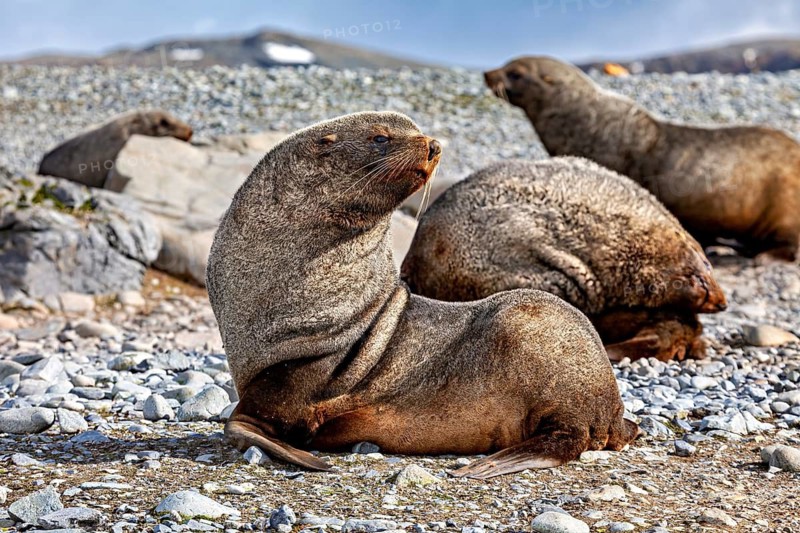 Seals resting on a pebbly beach next to rocks, in a tranquil natural coastal environment, seals and harbour seals in Antarctica