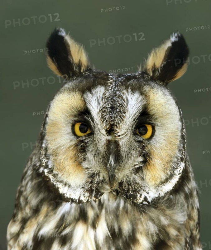Long-eared Owl (Asio otus), Saskatchewan, Canada