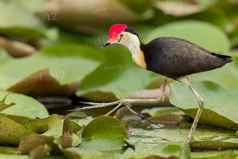 Comb-crested Jacana (Irediparra gallinacea) in a wetland area in Papua New Guinea