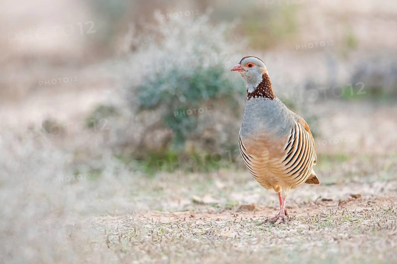 Barbary Partridge (Alectoris barbara), Fuerteventura, Spain