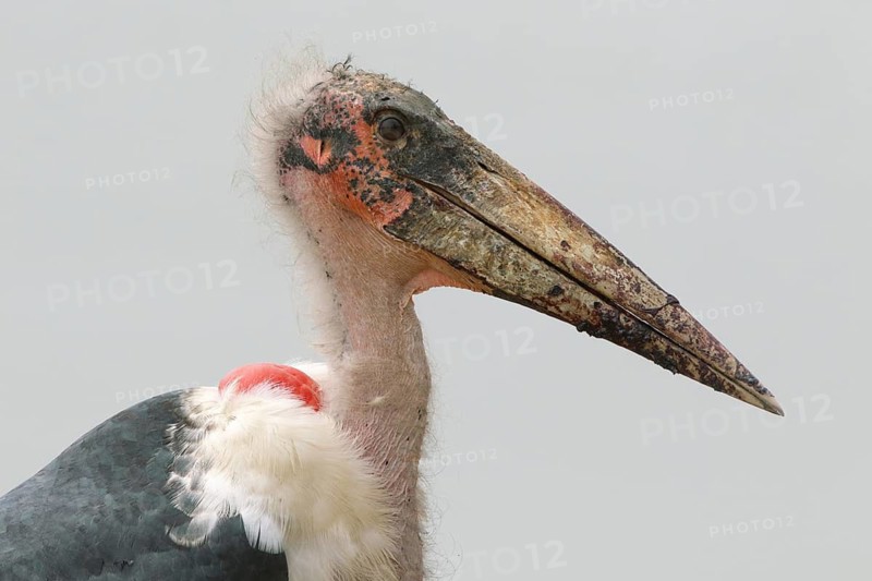 Marabou Stork (Leptoptilos crumenifer), Uganda