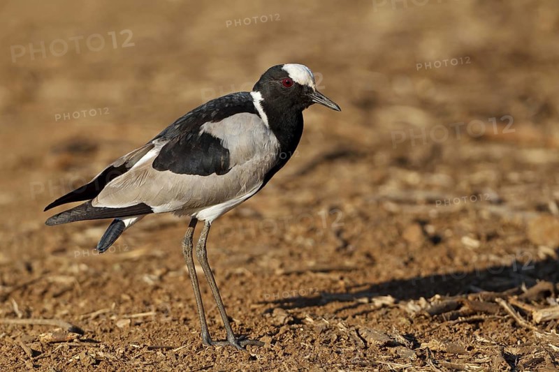 Blacksmith Lapwing (Vanellus armatus), Kruger Park, South Africa