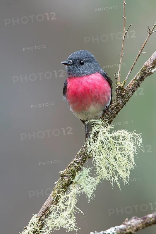 Rose Robin (Petroica rosea) male perched on a branch, Victoria, Australia