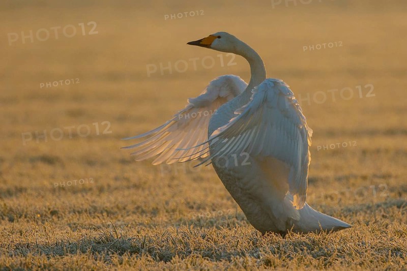 Whooper Swan (Cygnus cygnus) flapping, North Rhine-Westphalia, Germany