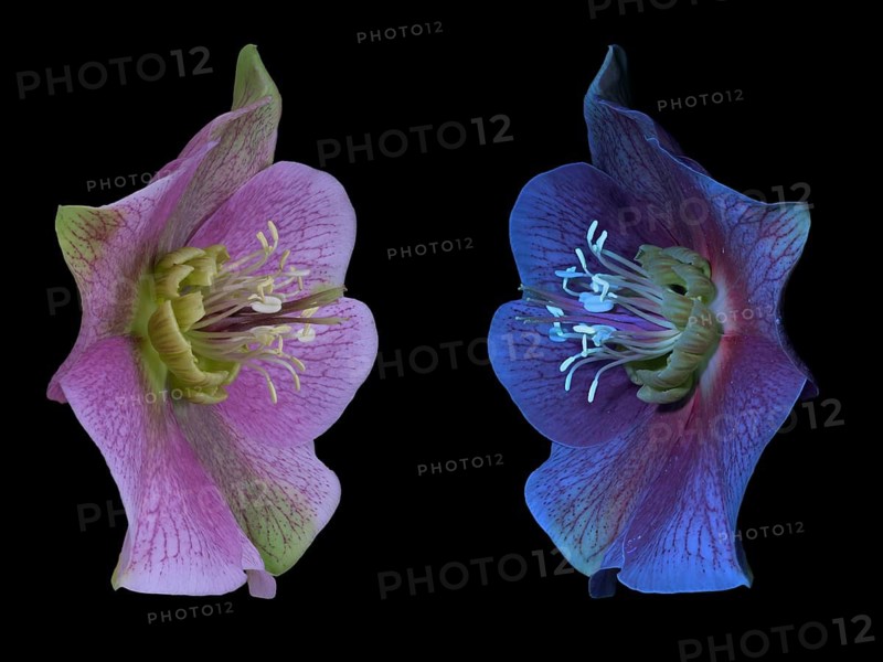 Lenzrose (Helleborus orientalis), Oriental hellebore, flower, UV light, Germany