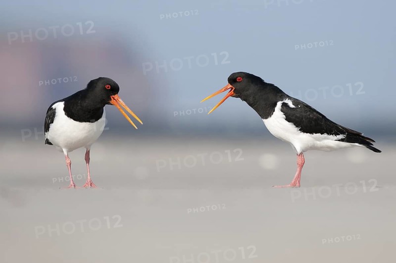 Eurasian Oystercatcher (Haematopus ostralegus), Schleswig-Holstein, Germany