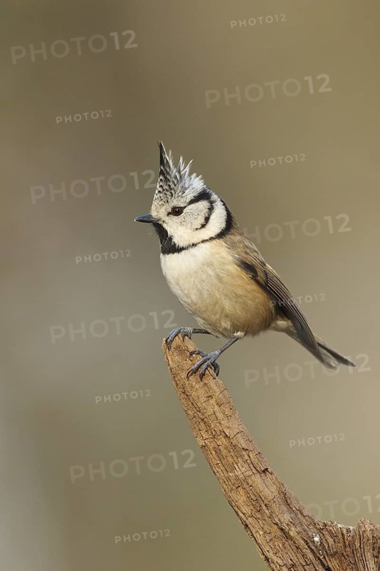 European Crested Tit (Lophophanes cristatus), Rhineland-Palatinate, Germany