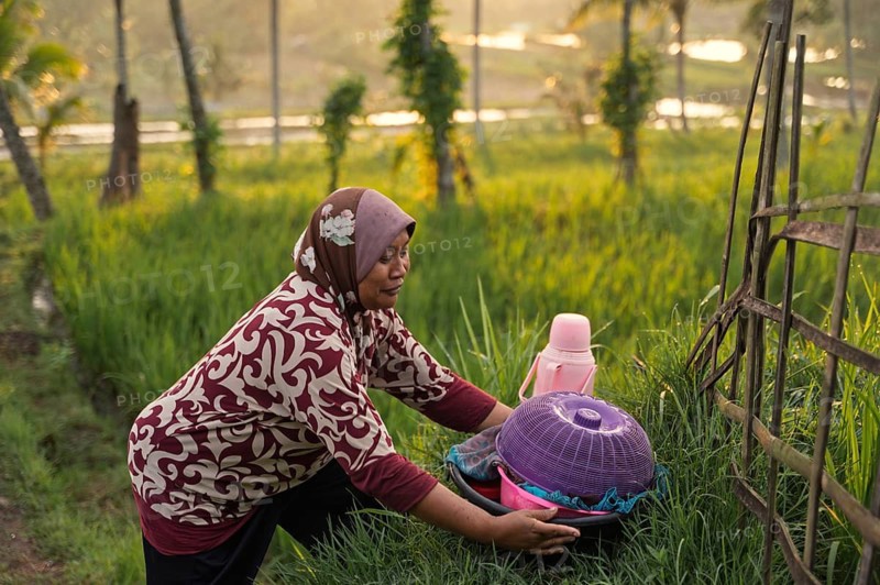A woman in a colorful outfit places a basket amid the vibrant greenery of a rice field in Indonesia. The peaceful rural scene captures everyday life and tradition