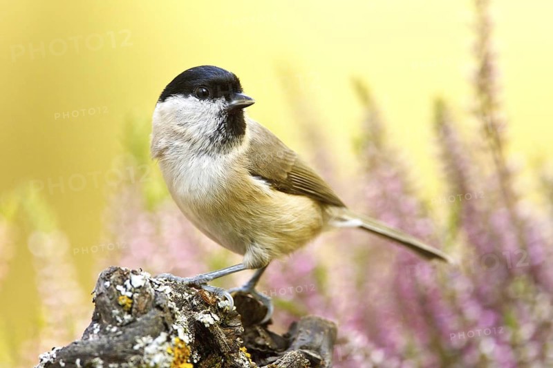 Marsh Tit (Poecile palustris), Germany