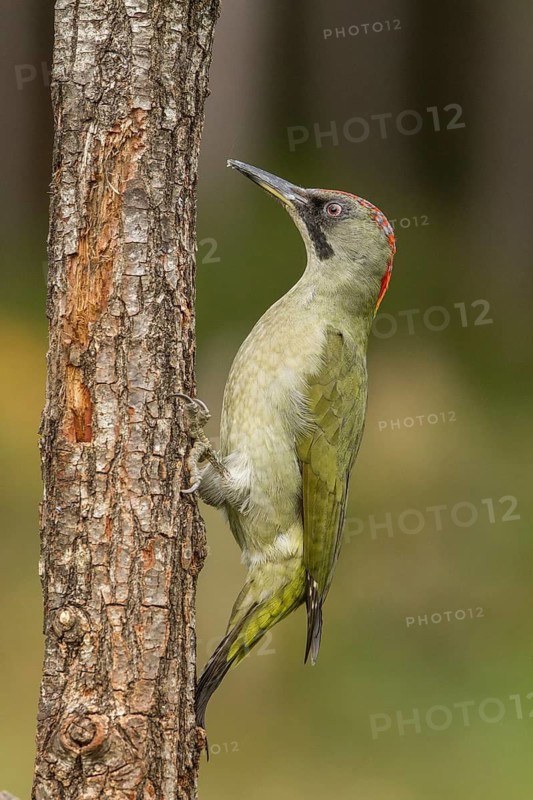 European Green Woodpecker (Picus viridis), adult female perched on a tree, Castilla Leon, Spain