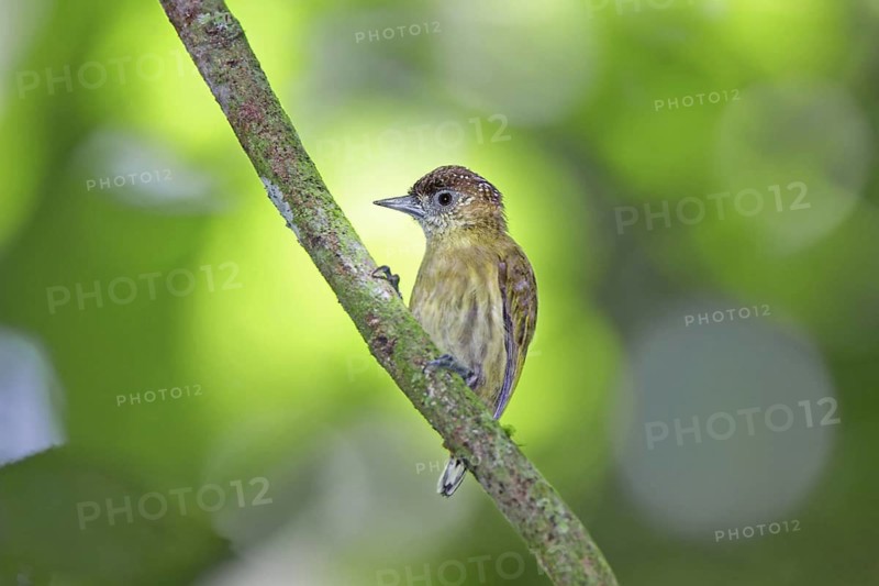 Olivaceous Piculet Picumnus olivaceus Hacienda Baru National Wildlife Refuge, Costa Rica 31 October Adult Female Picidae One of the world's smallest woodpeckers